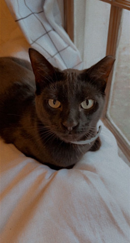 Black Cat