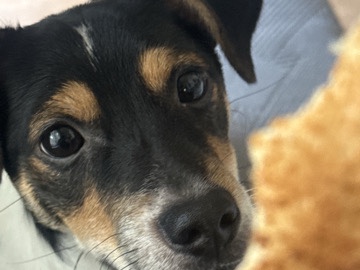 Jack Russell Terrier – Snoopy- Looking for His Forever Home – Garland