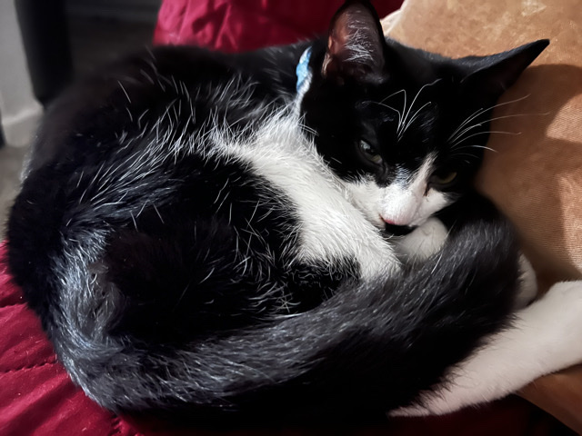 Rehome for Lumi ❤️🐱❤️