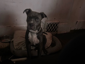 Mixed Breed – blue nose pitbull mixed with XL bully – Milwaukee