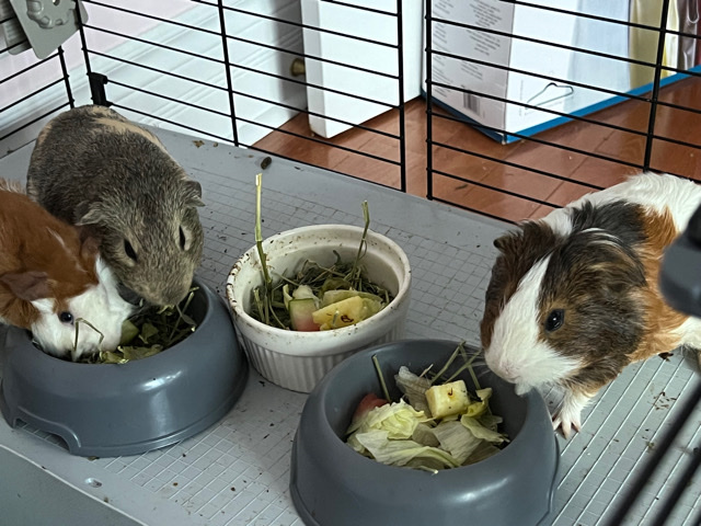 Any – Guinea Pigs Urgently Needing a New Home :(