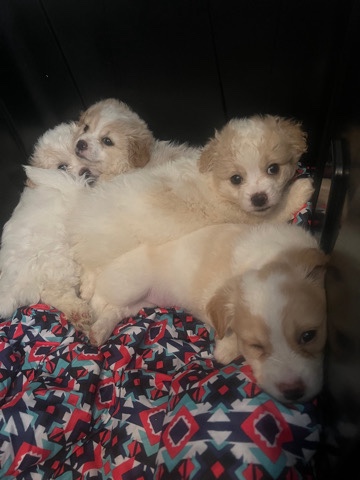 Shih Tzu – puppies looking for a good home