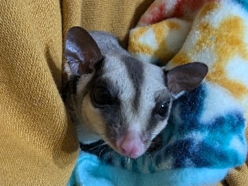 Sugar Glider – two sugar gliders