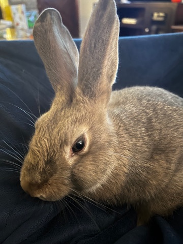 Rabbit
