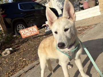 American Eskimo Dog – German Shepherd Mix Puppies Need Rehoming – Windcrest