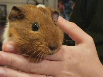 Guinea Pig – meerschweinchen – Sankt Ursen