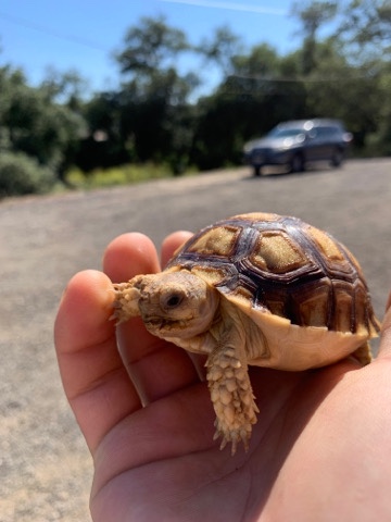 Any – Sulcata Tortoise