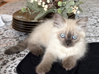 Himalayan – Seal Point Himalayan – Woodbridge