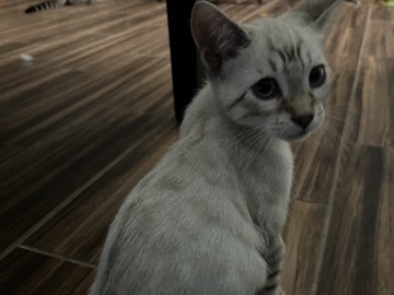 Bengal – Lynx Point Bengal Kitten