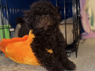 Poodle – Toy Poodle – Richmond