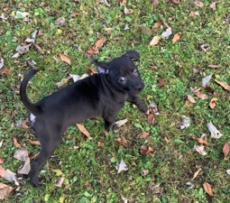 Labrador Retriever – need a to rehome Ms . Mia/ Mimi /sold