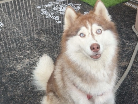 Siberian Husky – siberian husky female – Hyderabad