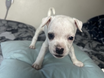 Mixed Breed – 🐾✨ MEET BISCUIT! ✨🐾 – Los Angeles