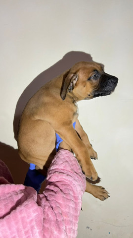 American Pit Bull Terrier – chunky American bully xl