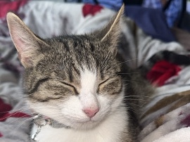 American Wirehair – Meet Angel – London