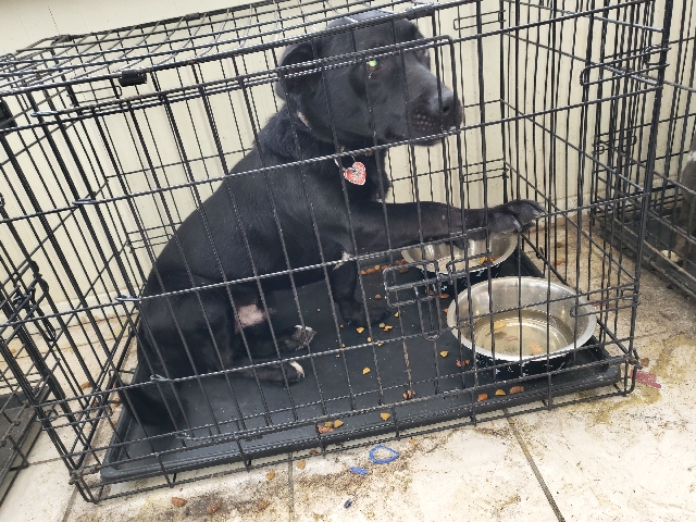 weanier lab mix