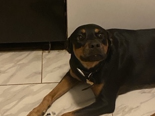 Rottweiler – Rottweiler – Royal Kunia