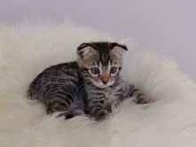 All -  Adorable Bengal Scottish fold mix available for adoption in Dubai