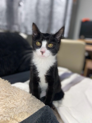 Russian White, Black and Tabby – black and white cat