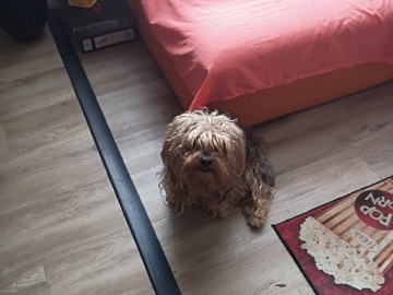 Yorkie Poo – Yorkie – Washington