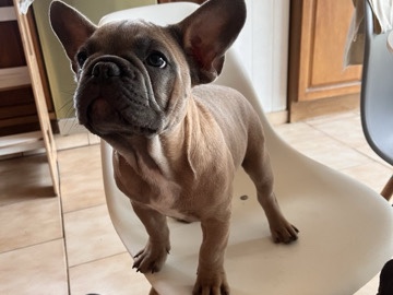 French Bulldog - 🐶 French Bulldog boys looking for a loving home 🏡 available for adoption in Machelen