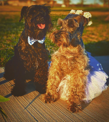 Miniature Schnauzer – Mini schnauzer