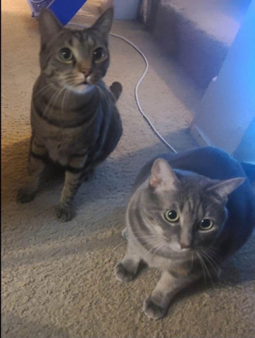 Free Cat Siblings
