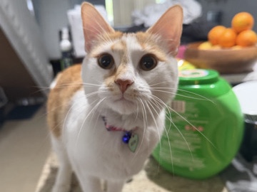 American Shorthair – Peach – North Lauderdale