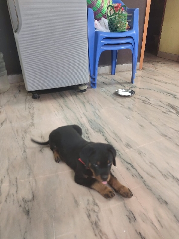 Rottweiler – rottweiler puppy