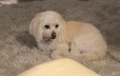 Poodle – Loving Oliver needs a Home