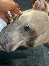 Cane Corso – pit corso