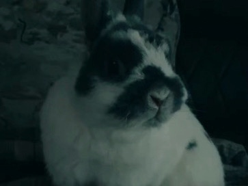 Dwarf Hotot – rabbit – Martinsburg