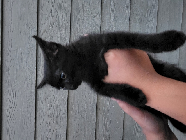 Bombay – kitten