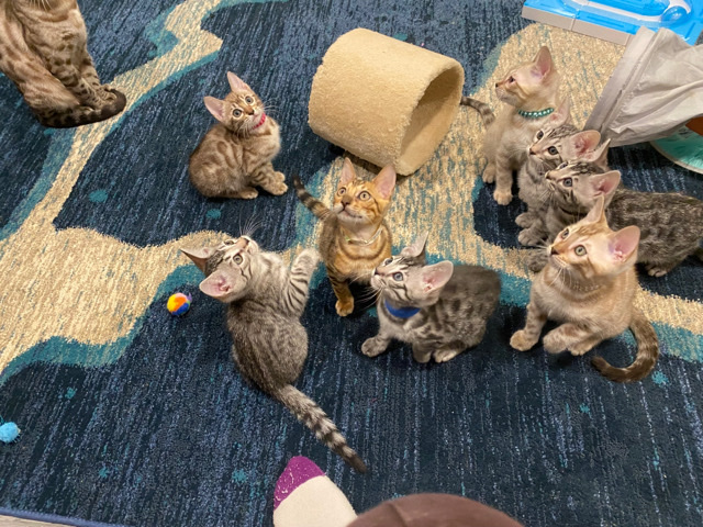 Bengal – bengal kittens