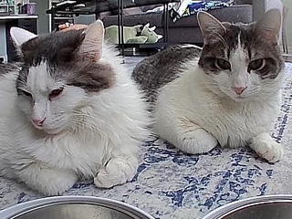 Rehoming bonded cats! – Chicago