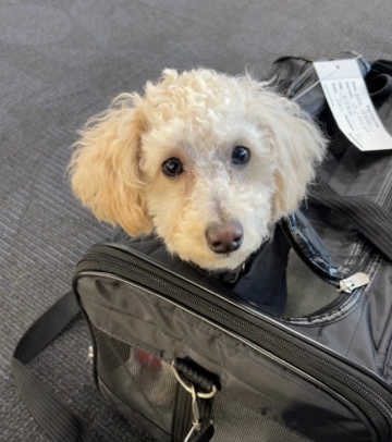 Poodle – Selling My Minature Poodle