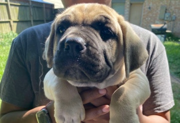 Cane Corso – Cane Corso