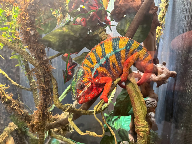 Any – Panther Chameleon