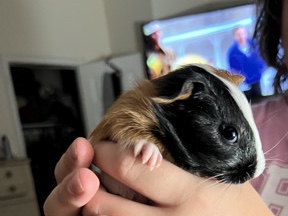 Guinea pigs 