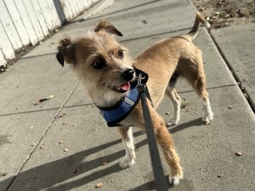 Rehome small chihuahua yorkie mixed