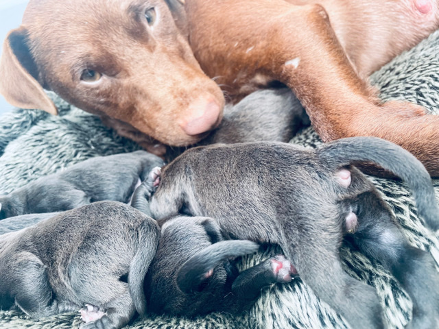 Patterdale Terrier – Smooth coat Patterdale Terrier puppies for sale