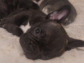 French Bulldog - 2 female french bulldog puppies merle  available for adoption in Birmingham