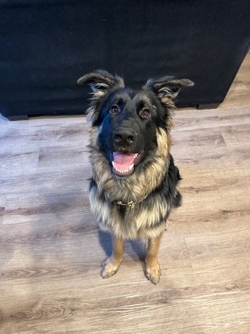German Shepherd – German Shepherd Puppy looking for a bigger home :)