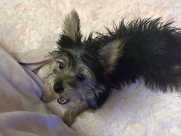 Morkie – puppy rehome – Middle River