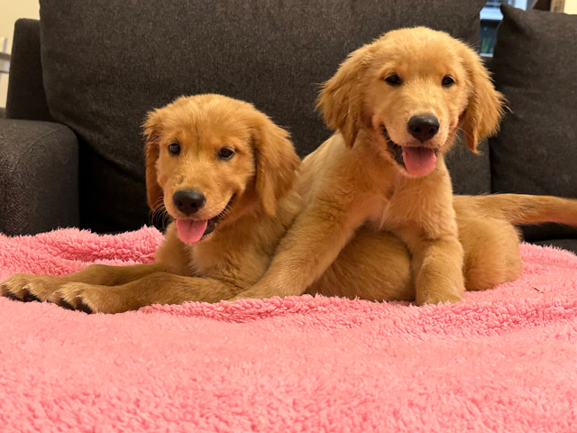 Golden Retriever – Golden Retriever