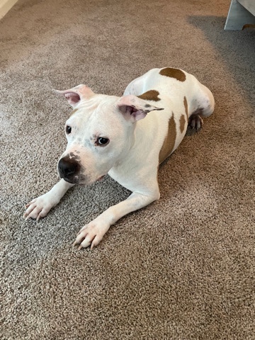 American Pit Bull Terrier – Looking to rehome Bentley