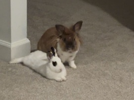 Lionhead – 2 BUNNIES – Peachtree City