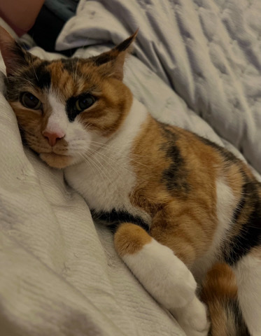 American Shorthair – Oj is a chill cuddly loving kitty