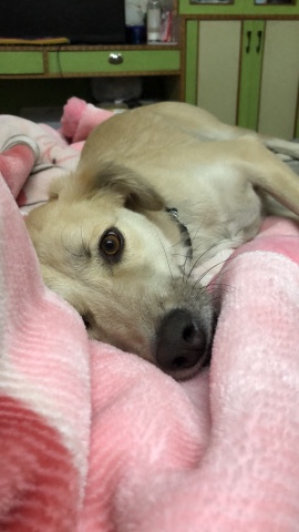 Indian pariah dog – Please Adopt Me
