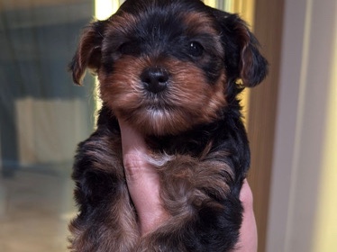 Yorkshire Terrier – Last puppy available – Gibsonton